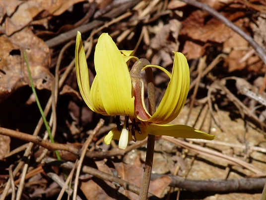 {Erythronium umbilicatum}